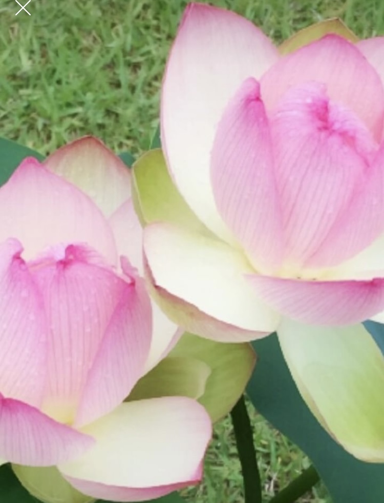 ノニマイページ!